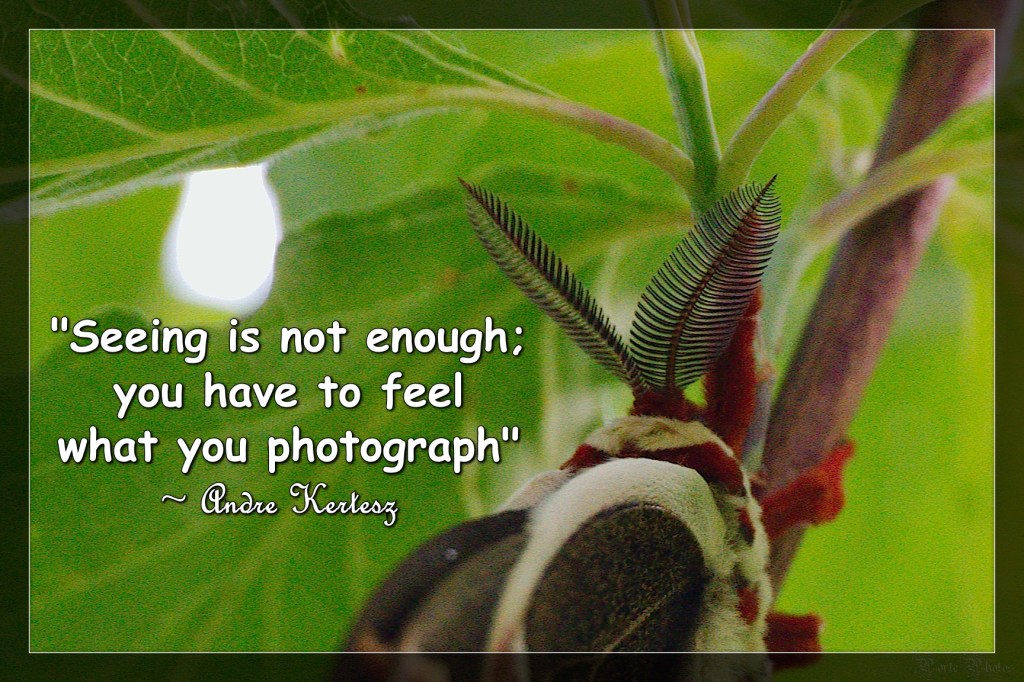 Porte Photos’ Daily Pic: Thursday, July 2nd, 2026 – National I Forgot&nbsp;Day