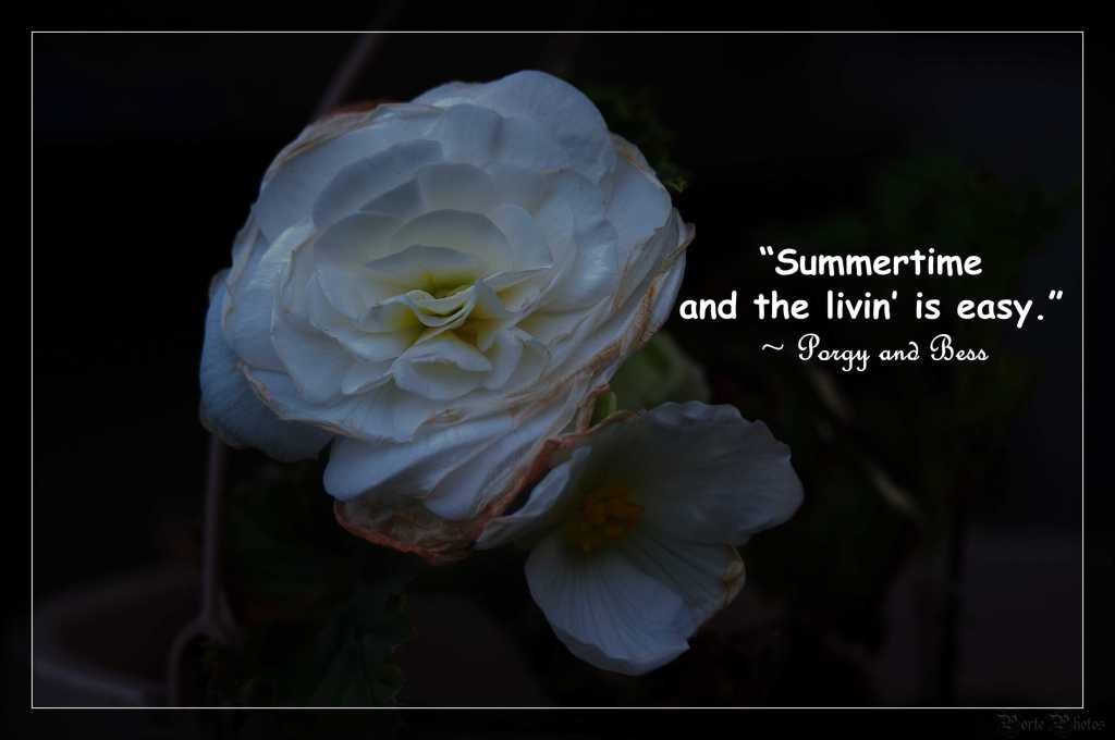Porte Photos’ Daily Pic: Sunday, July 5th, 2026 –  National Apple Turnover&nbsp;Day
