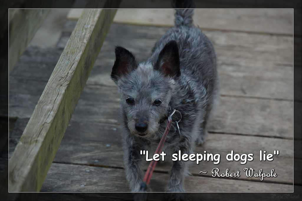 Porte Photos’ Daily Pic: Wednesday, August 26th, 2026 – National Dog&nbsp;Day